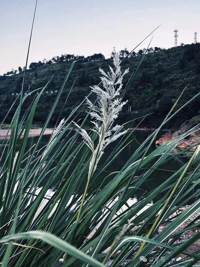 午寒露腊月雪”今年几点？有啥说法？麻将胡了app“上午寒露一冬暖下(图4)